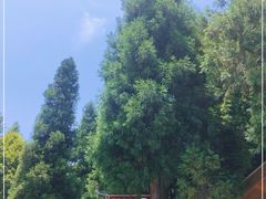 -武陵山森林公园