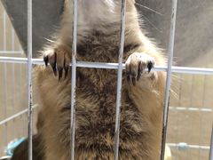 -猫色咖啡·猫咖