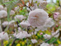 -南汇桃花村