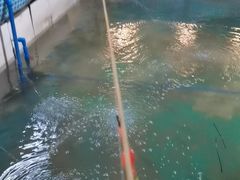 -小象钓虾·营地烧烤(洛溪店)