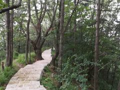 -内乡宝天曼生态旅游区