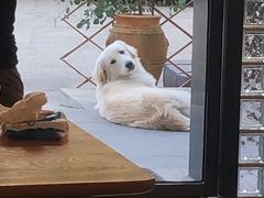 -尤加利咖啡馆