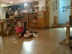 android_upload_pic-猫咖时代(中山亭店)