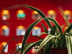 -中8楼风尚云南菜(颐堤港店)