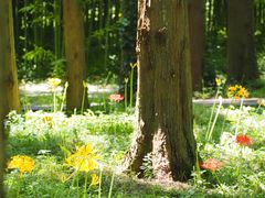 -黄海国家森林公园