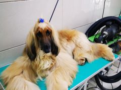 -北京观赏动物医院·24小时大型综合·猫专科·异宠专科
