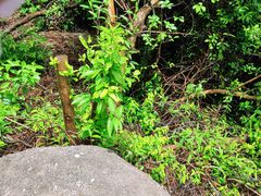 -火炉山森林公园
