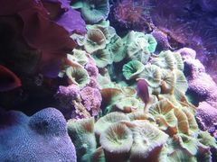 -悉尼海洋生物水族馆