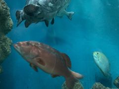 -上海海洋水族馆