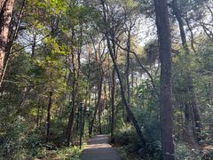 -铁山坪森林公园