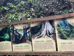 -西双版纳原始森林公园