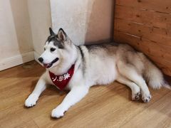 -Husky Go! 哈士奇体验馆·宠物咖啡厅狗咖