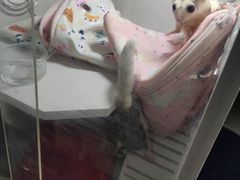 -中环花鸟鱼虫市场