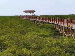 -北海金海湾红树林生态旅游区