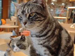 -米乐乖乖猫咪咖啡馆·猫咖(深圳湾后海汇店)
