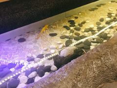 -九田家黑牛烤肉料理(太阳城店)