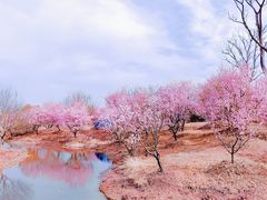 -花开海上生态园