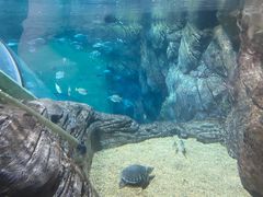 -上海海洋水族馆