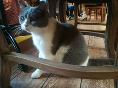 -more than meow吴止猫主题餐厅(承德 中船汇店)