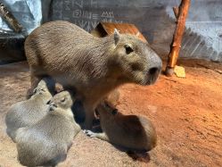 -Zoolung Zoolung动物主题公园(海信广场店)