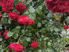 -金陵花卉交易市场
