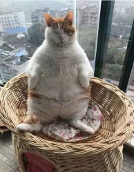 -J-Flying艺术形象设计