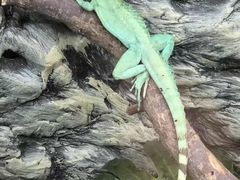 -上海大自然野生昆虫馆(东方明珠·爬宠昆虫探索中心)