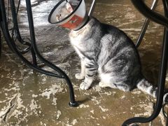 -猫猫幼稚园·撸猫·桌游·电玩