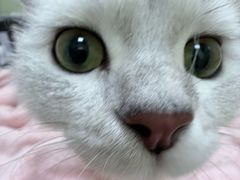 -瑞鹏宠物医院·夜间急症·心超·猫科(祖庙分店)