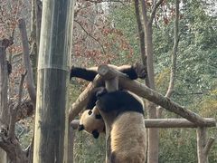 -都江堰中华大熊猫苑