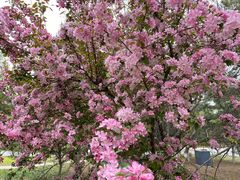 -长白岛森林公园