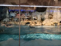 -帝企鹅自助餐厅•儿童岛•真企鹅(长隆企鹅酒店)