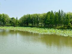-长兴太湖图影湿地文化园