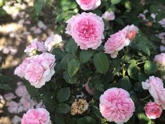 -上海辰山植物园