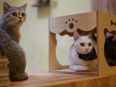 -猫色咖啡·猫咖