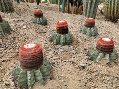 -南山植物园