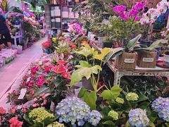 -花鸟鱼虫鲜花绿植市场(玉泉路店)