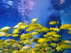 -太平洋海底世界