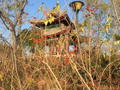 -五龙城郊森林公园