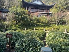 -十八棵（老龙井）御茶园(老龙井店)