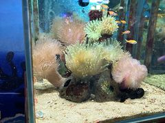 -太平洋海底世界