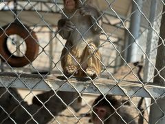 -西霞口神雕山野生动物世界