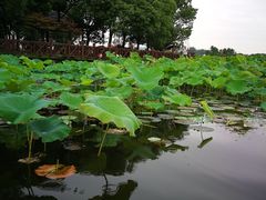 -荷塘月色湿地公园·向阳花洲