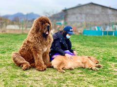 -趣玩宠物乐园寄养训犬训狗游泳池