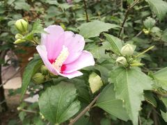 -荷塘月色湿地公园·向阳花洲