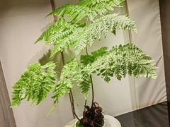 -双季花艺园艺市场(浦东店)