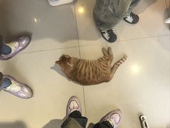 -平行世界·猫咖(首经贸店)