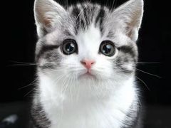 -70cat德文卷毛猫·缅因猫纯种猫舍