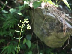-太鲁阁公园