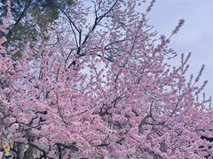 -桃花堤公园